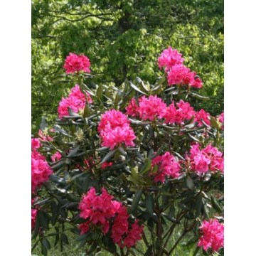 Rhododendron'Nova Zembla'