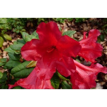 Rhododendron'Scarlet Wonder'