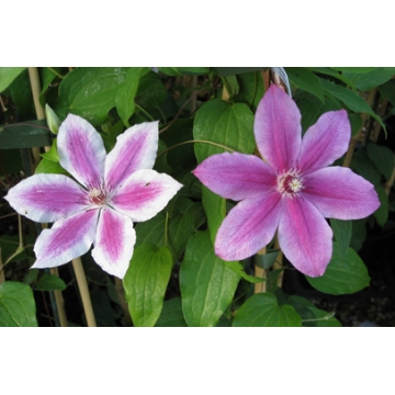 Clematis'Carnaby'