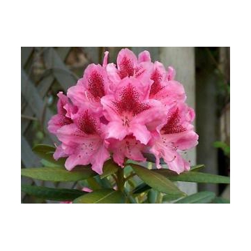 Rhododendron'Cosmopolitan'