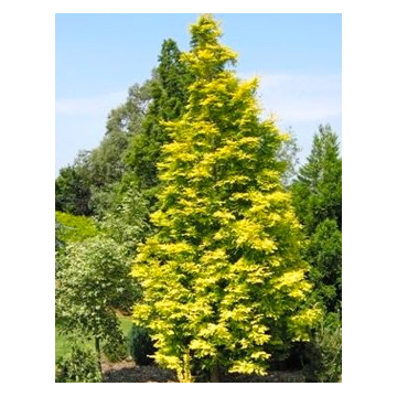 Metasequoia glyptostroboides'Goldrush'