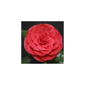 Camellia japonica'Principessa Baciocchi'