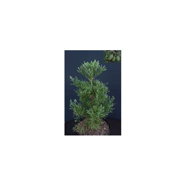 Sequoiadendron giganteum'Philip Curtis'
