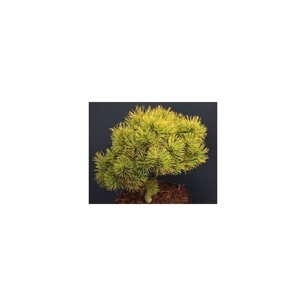 Pinus mugo'Wintersonne'