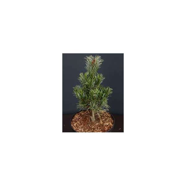 Pinus parviflora'Himbergii'