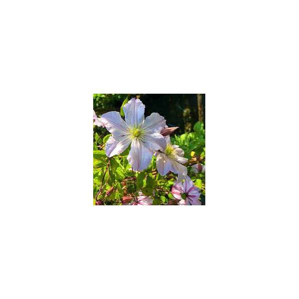 Clematis'White Prince Charles'