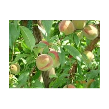 Perzik  (Prunus persica'Wassenberger'