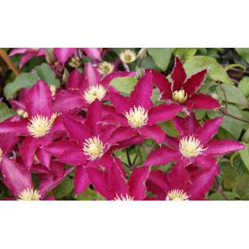 Clematis'So Many Red Flowers'