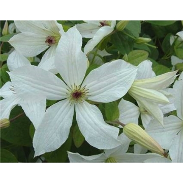 Clematis'Forever Friends'