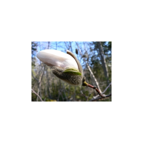 Magnolia(Tulpenboom)