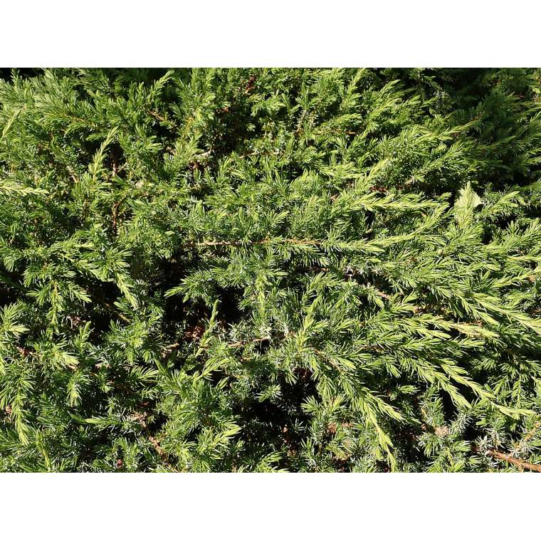 Juniperus conferta'Schlager' 