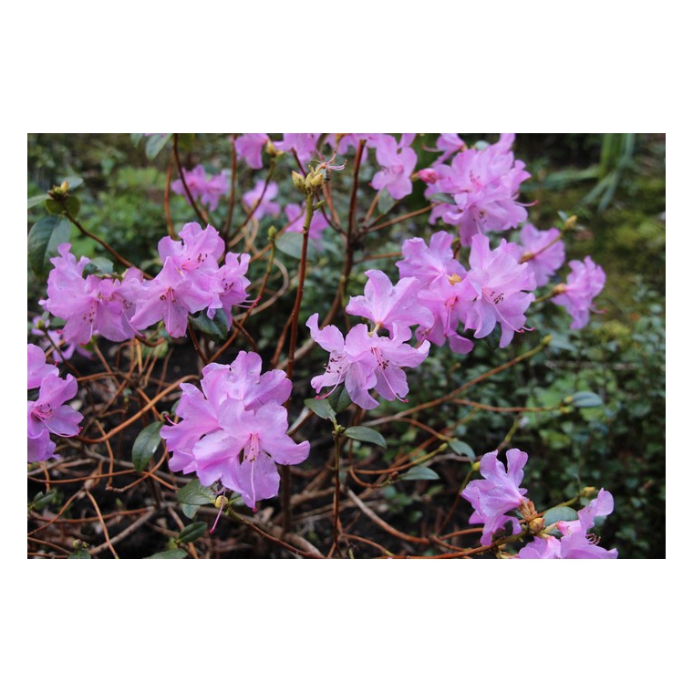 Rhododendron praecox 