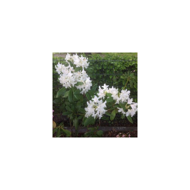 Rhododendron'Catawbiense Album' 