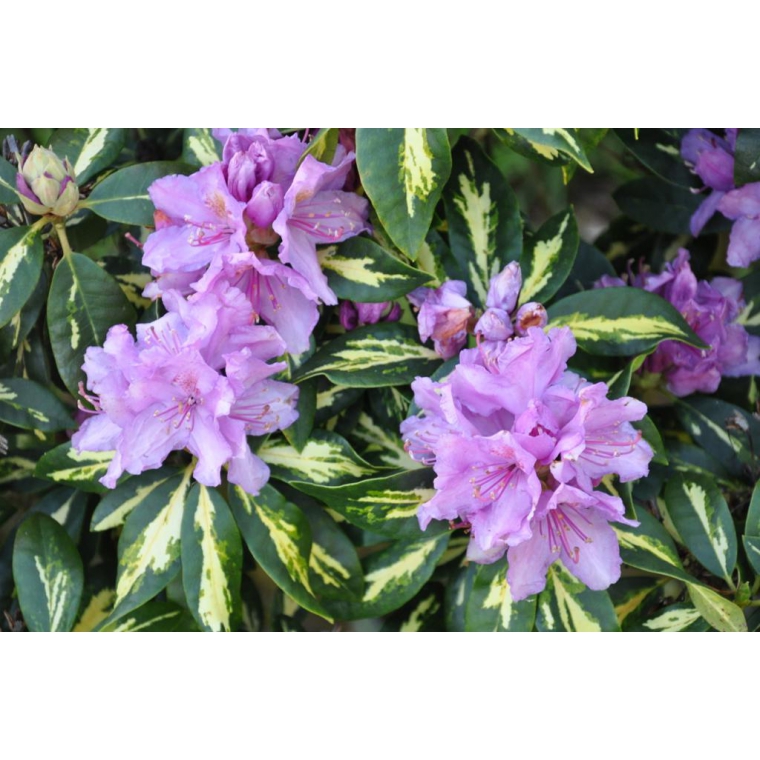 Rhododendron'Goldfinger' 