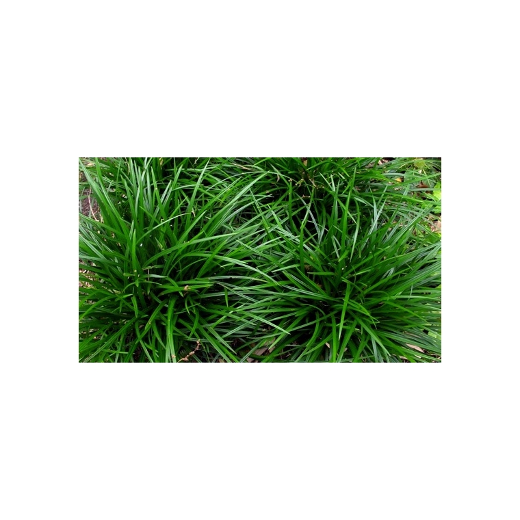 Carex foliosissima'Irish Green