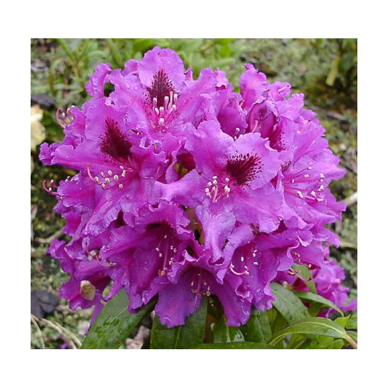 Rhododendron'Azurro' 