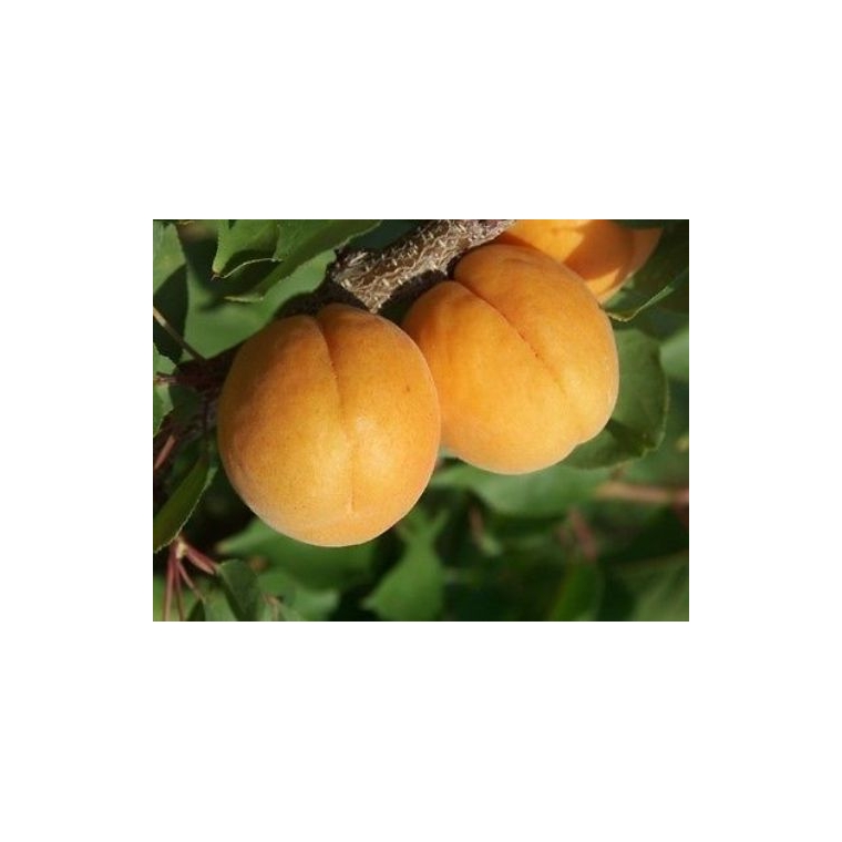 Abrikoos (Prunus armeniaca'Bredase') 