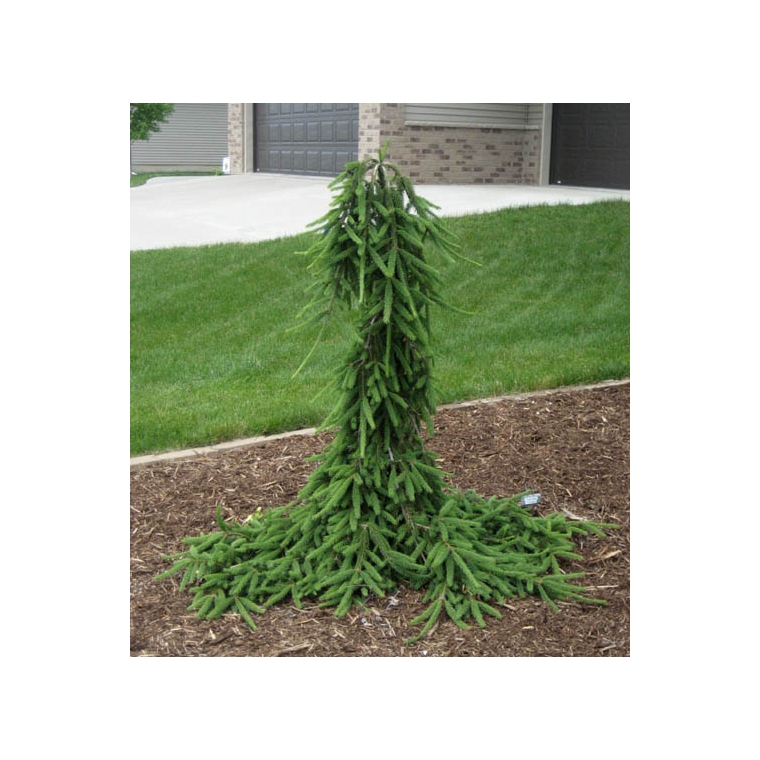 Picea abies'Frohburg' 