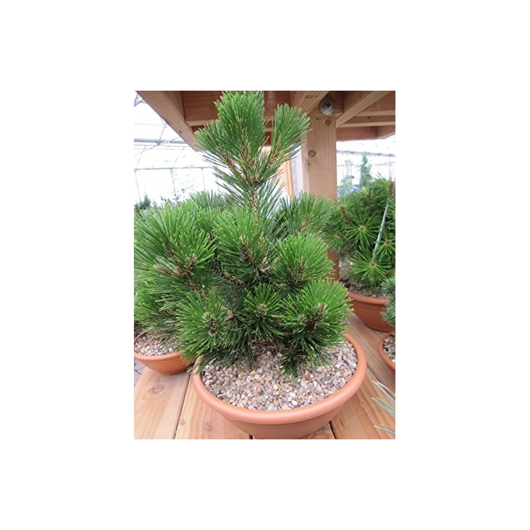 Pinus heldreichii'Little Dracula' 