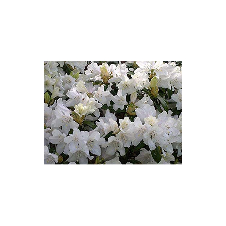Rhododendron'Dora Amateis' 