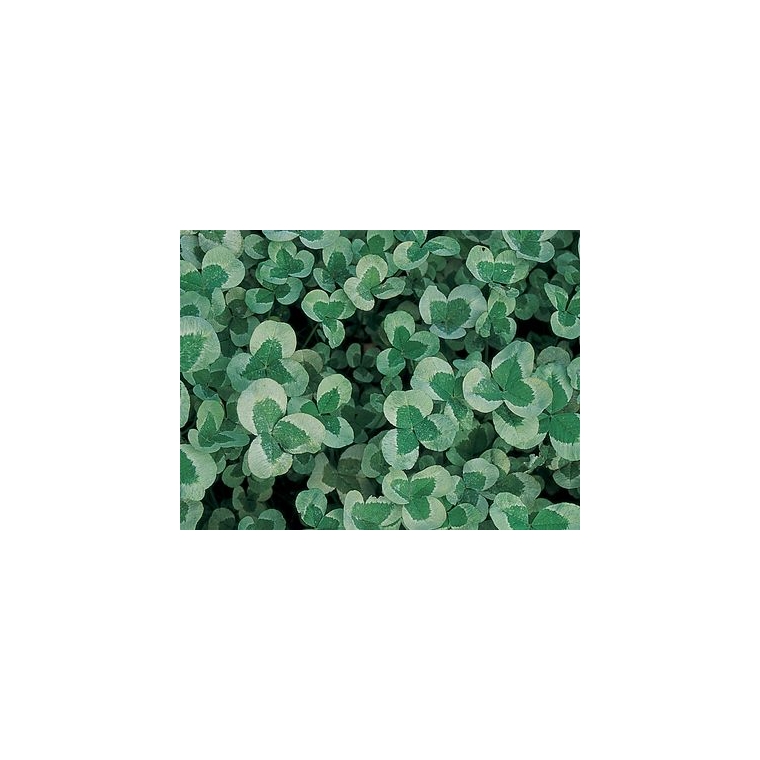 Trifolium repens'Green Ice'