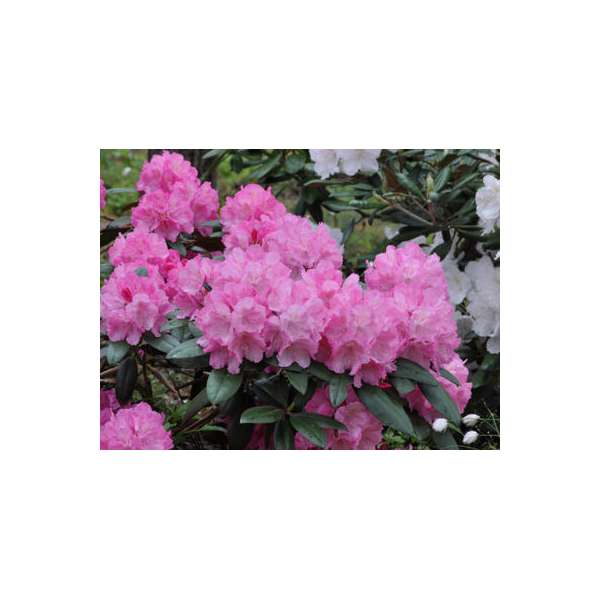 Rhododendron yakushimanum'Polaris 