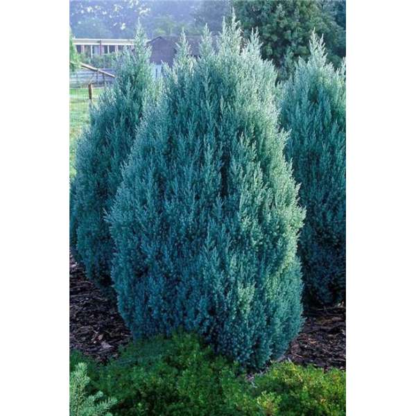 Juniperus chinensis'Stricta' 