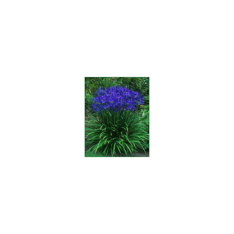Agapanthus'Early Blue' 