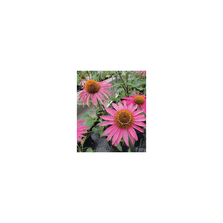 Echinacea'Pink Shimmer'