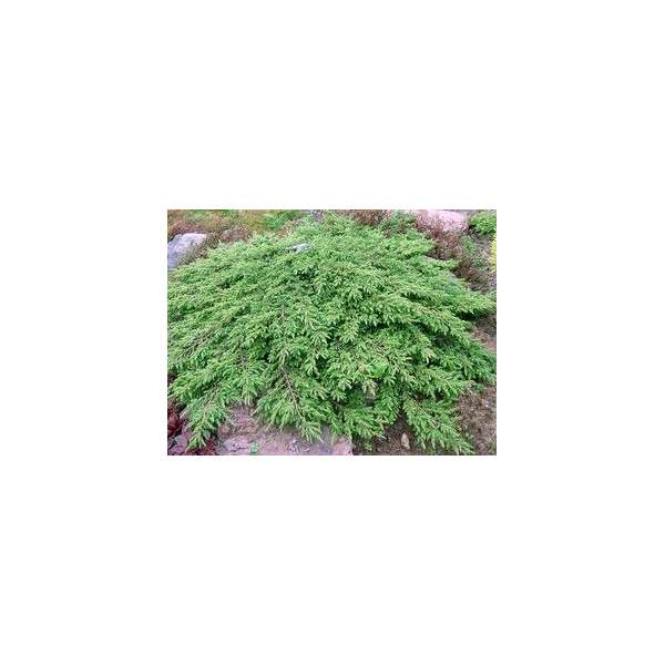 Juniperus communis'Repanda' 