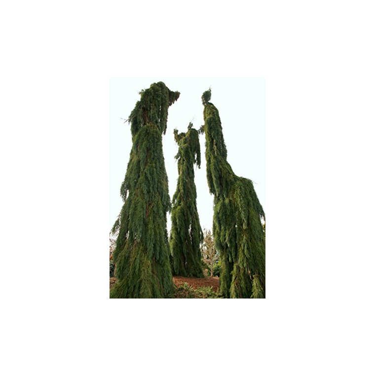 Sequoiadendron giganteum'Pendulum' 