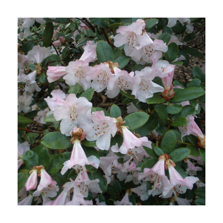 Rhododendron'Cilpenense' 
