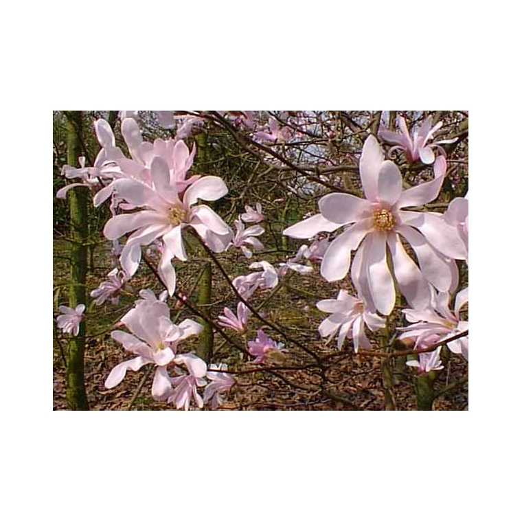 Magnolia loebneri'Leonard Messel' 
