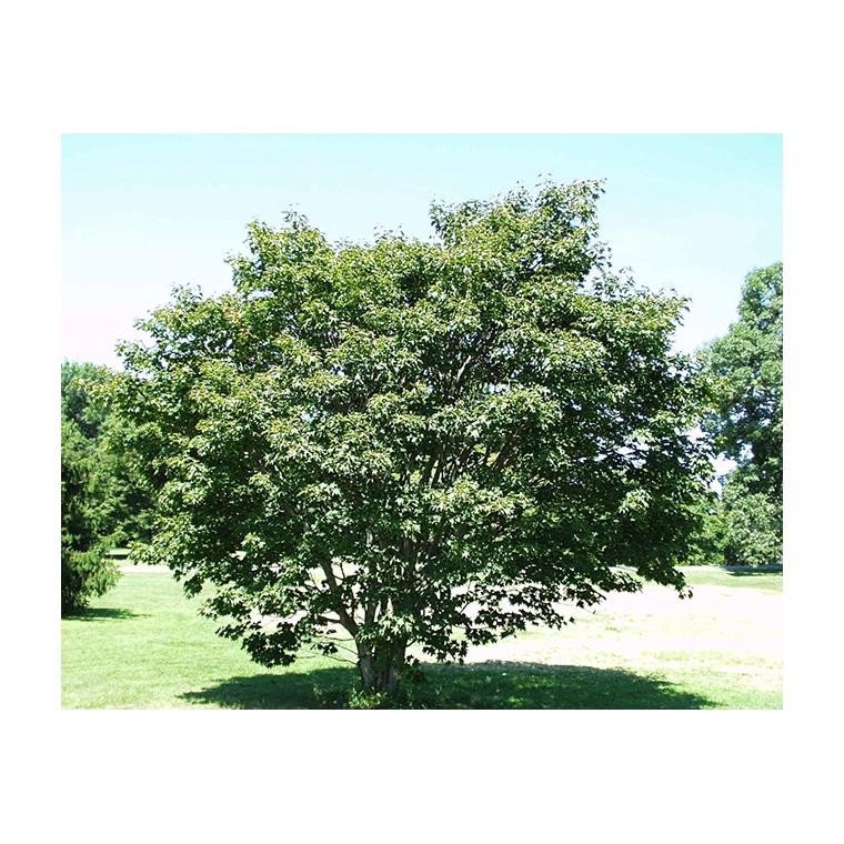 Acer cappadocicum 