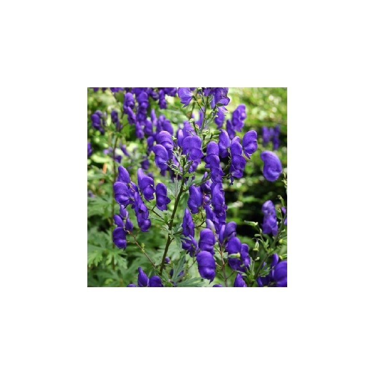 Aconitum cammarum'Newry Blue'
