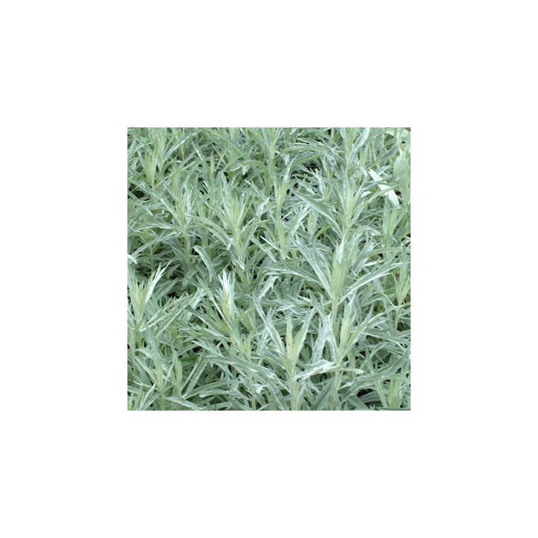 Artemisia ludoviciana'Silver Queen'