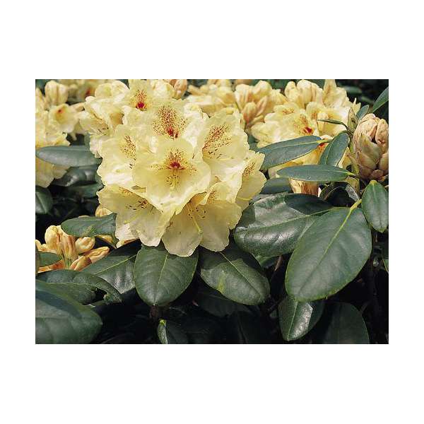 Rhododendron'Goldbukett' 