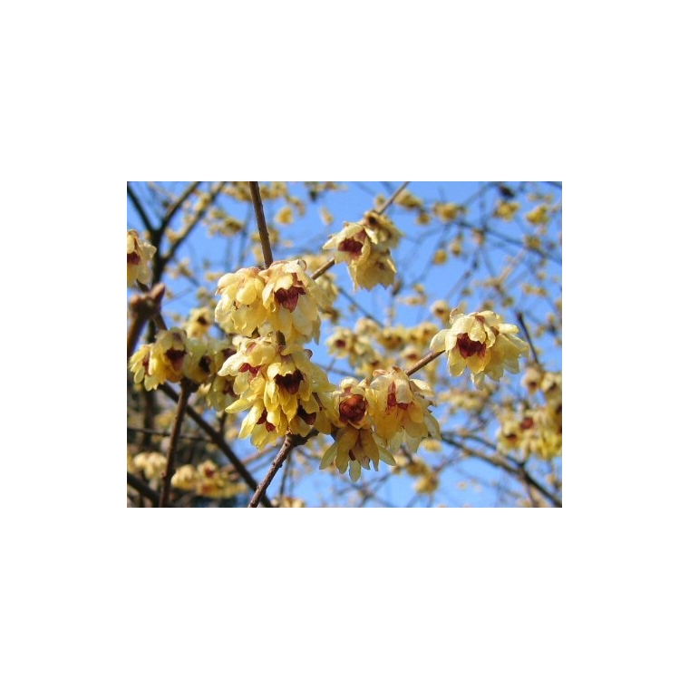 Chimonanthus praecox 