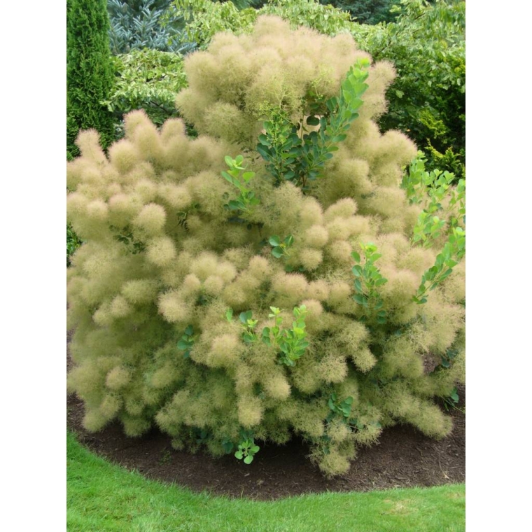 Cotinus coggygria'Young Lady' 