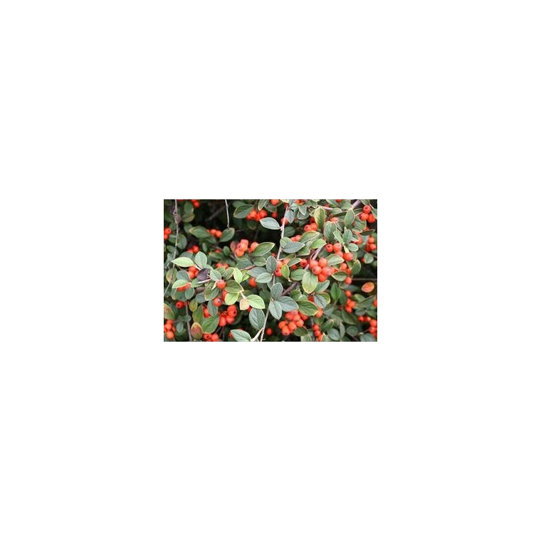 Cotoneaster simonsii 