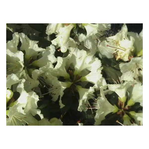 Rhododendron'Cream Crest' 