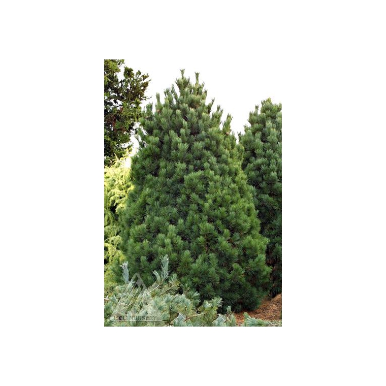 Pinus cembra'Nana' 