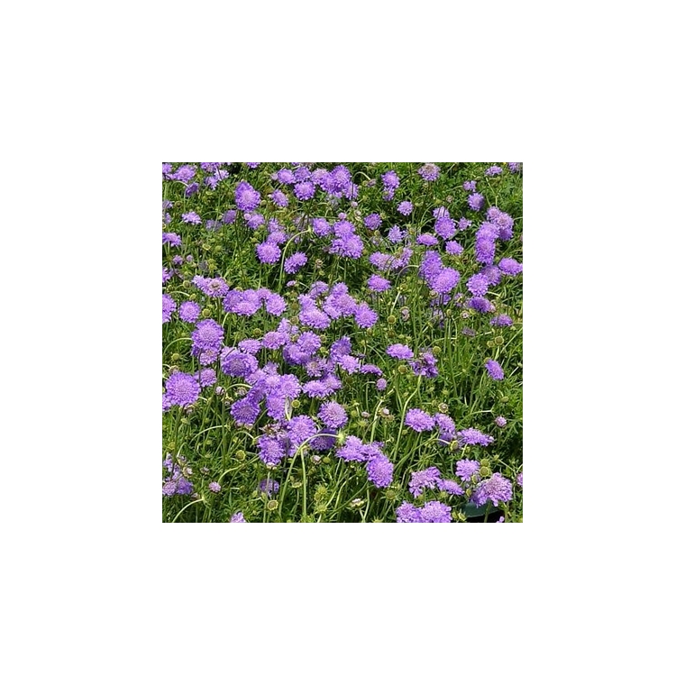 Scabiosa columbaria'Butterfly blue' 