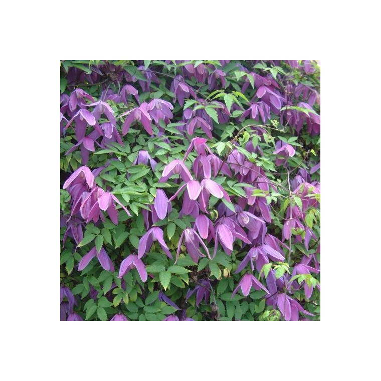 Clematis alpina'Tage Lundell' 