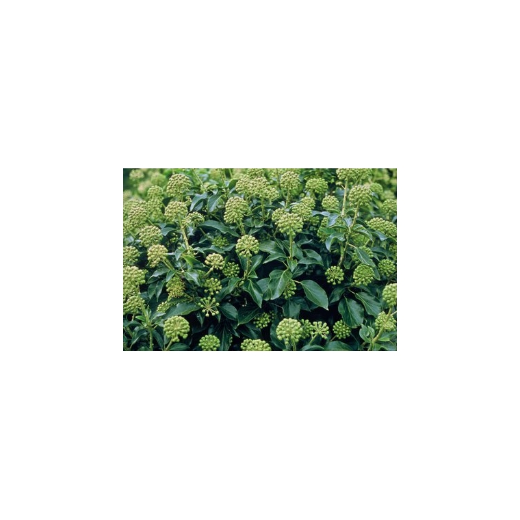 Hedera colchica'Arborescens' 