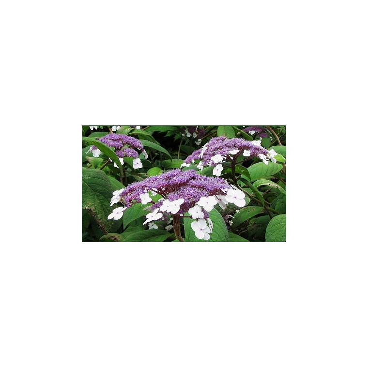 Hydrangea aspera'Macrophylla' 