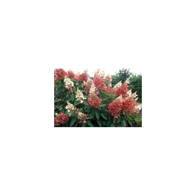 Hydrangea paniculata'Pinky Winky' 