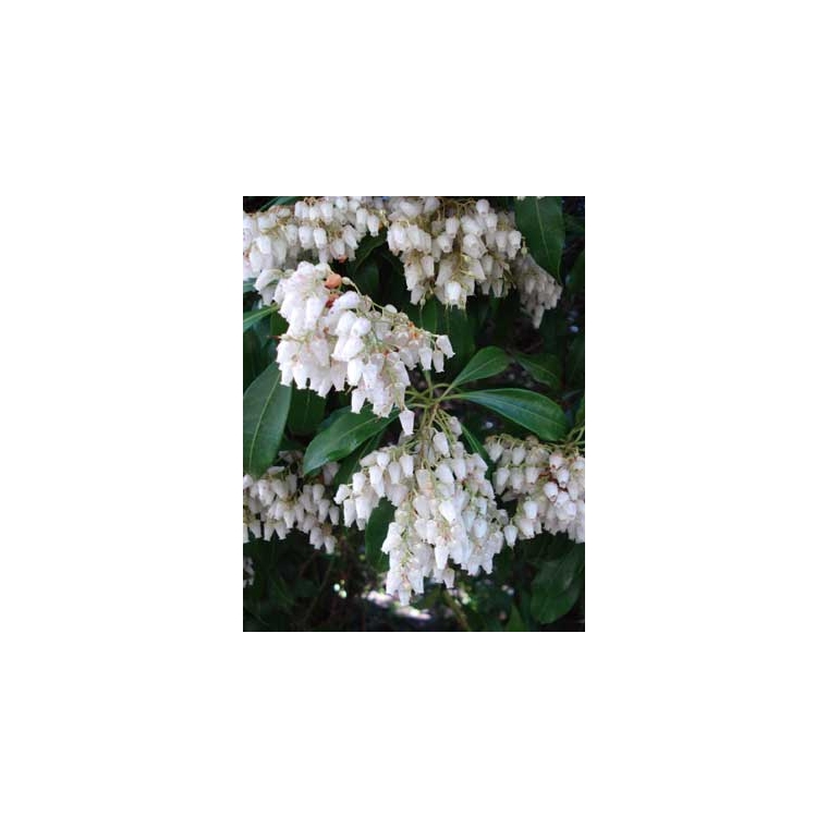 Pieris japonica'White Cascade' 