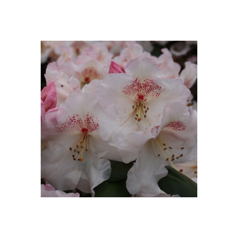Rhododendron'Dr.Rieger' 