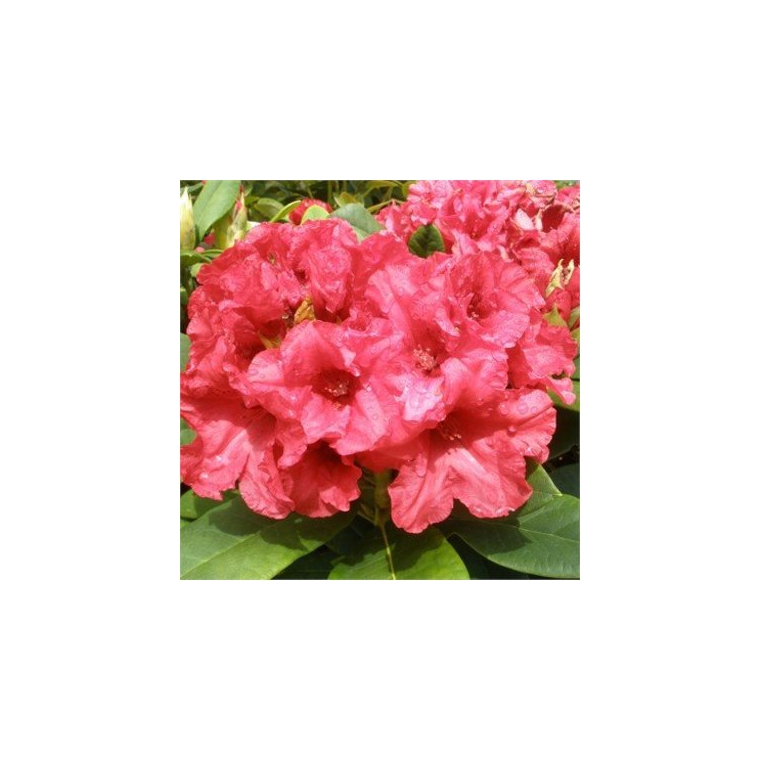 Rhododendron yakushimanum'Dopey' 